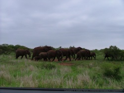 En s'approchnt du camp de Lower Sabie, plus aucun animal mis à part les troupeaux d'éléphants