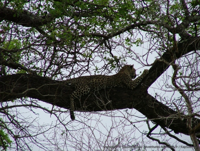 Génial, un léopard !