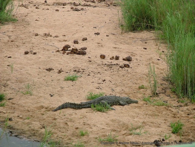 Décidément, Skukuza, c'est le coin des crocos