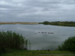 La présence des hippopotames fait également la renommée de Santa Lucia