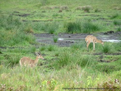 Un nouvelle espèce de gazelles que nous découvrons dans la réserve de Santa Lucia