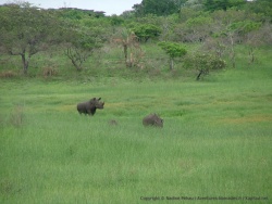 Une famille rhinocéros au complet !