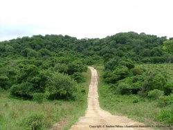 Le parc de Santa Lucia est très différent du Kruger avec une végétaion tropicale humide