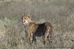 1ère partie - Afrique du Sud : du Pilanesberg au Kgalagadi Transfrontier Park en passant par Kimberley et ses mines de diamants