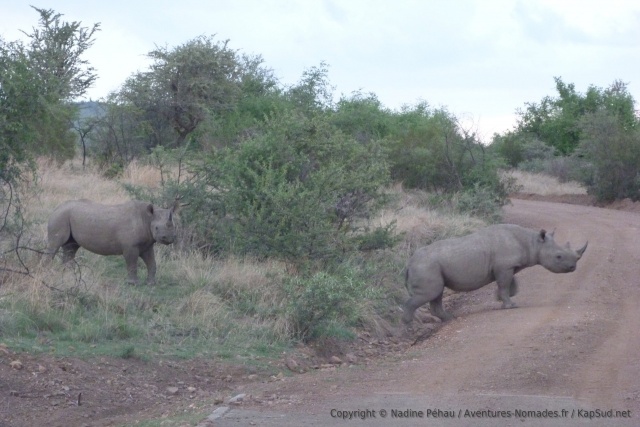 Animaux de plus en plus rares : des rhinocéros noirs