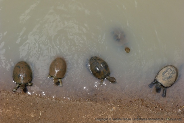 Un attroupement de tortues attend qu'un touriste donne un peu de nourriture