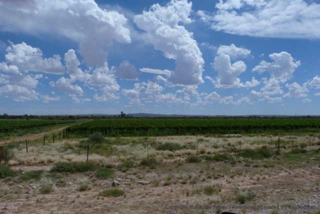 D'improbables vignes à l'approche de l'Orange river