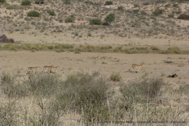 La mère guépard ouvre la voie en bon éclaireur