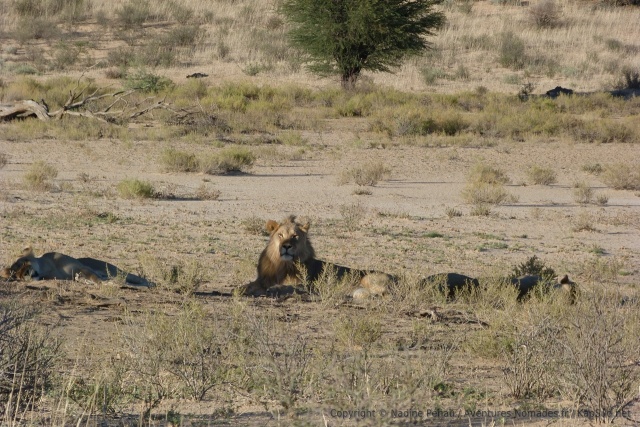 Seul le lion daigne nous prêter quelque attention