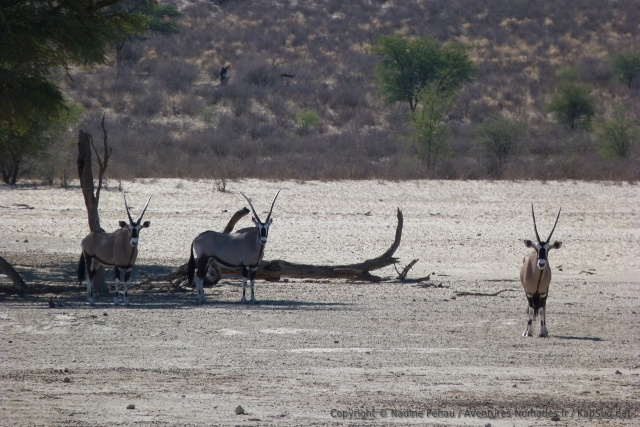 Non loin des lionnes, des oryx les surveillent attentivement
