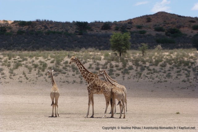 Un beau girafe mâle et son harem