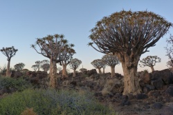 2ème partie - Namibie : Le Sud, du Kgalagadi Transfrontier Park à Luderitz en passant par le Fish River Canyon