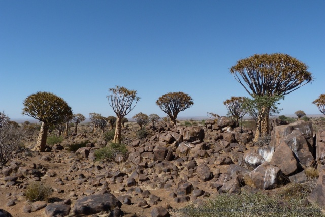 Le quiver tree est rare et précieux encore plus quand c'est une véritable forêt