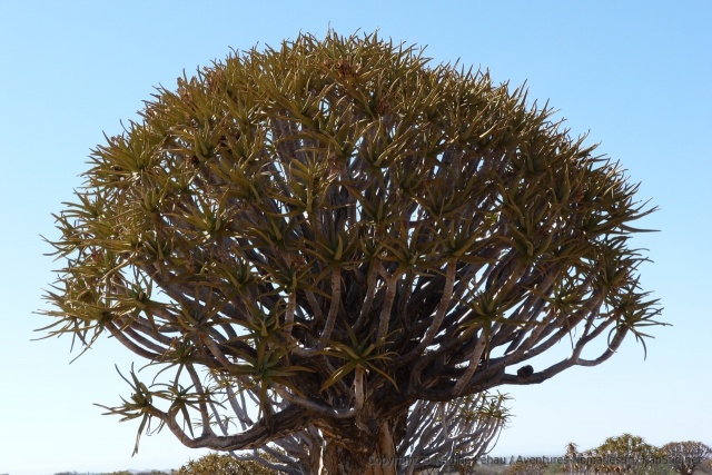 L'arbre a carquois est un arbre binaire, chaque branche se divise en deux