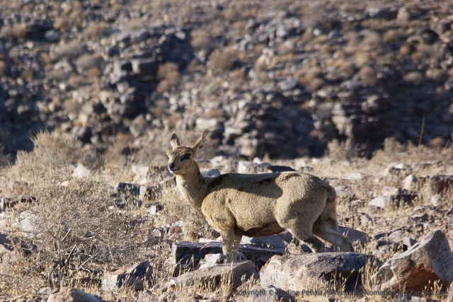 Un oréotrague, petite antilope des montagnes bien costaude
