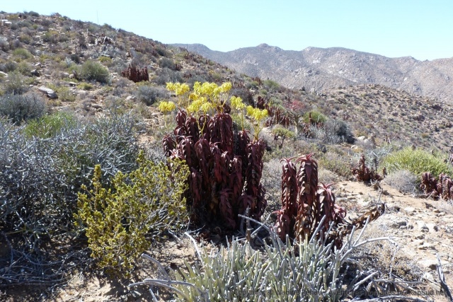 Finalement, nous sommes étonnés par la diversité des plantes rencontrées