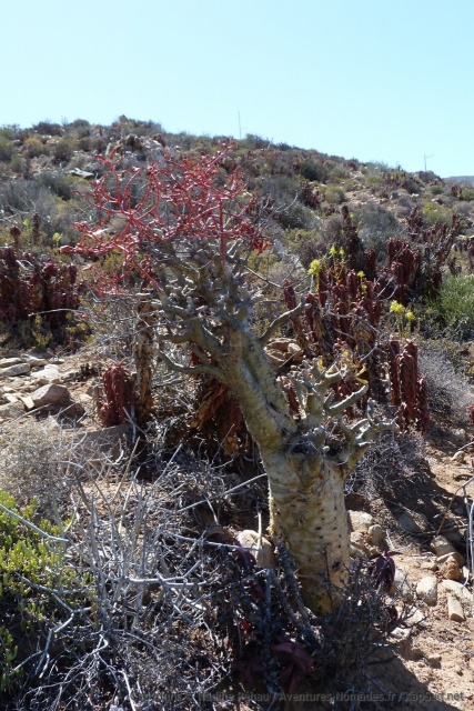Dans des conditions aussi particulières, les plantes se révèlent parfois très étranges