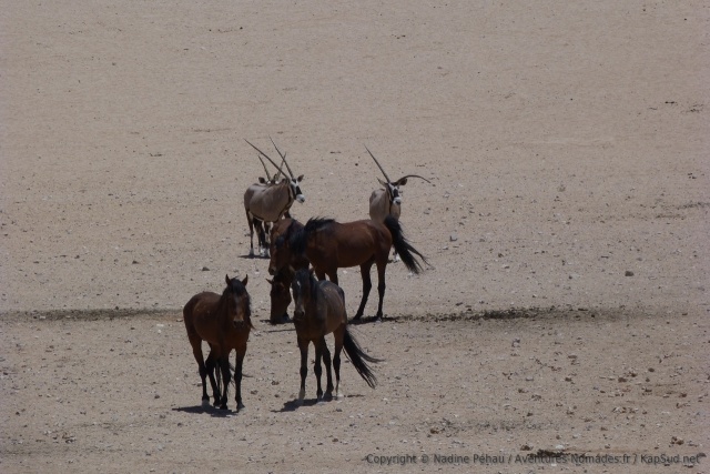 Un oryx brille par son originalité