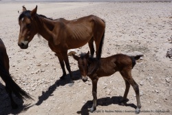 Bien que retournés à l'état sauvage, les chevaux ne sont pas farouches