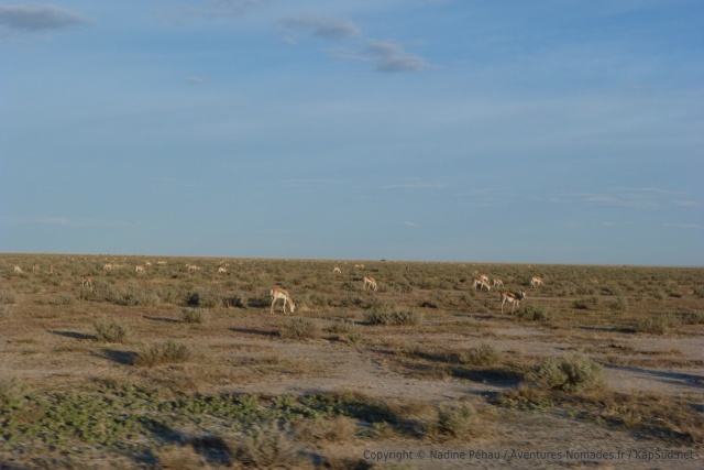 En arrivant au camp, nous traversons des troupeaux de springboks