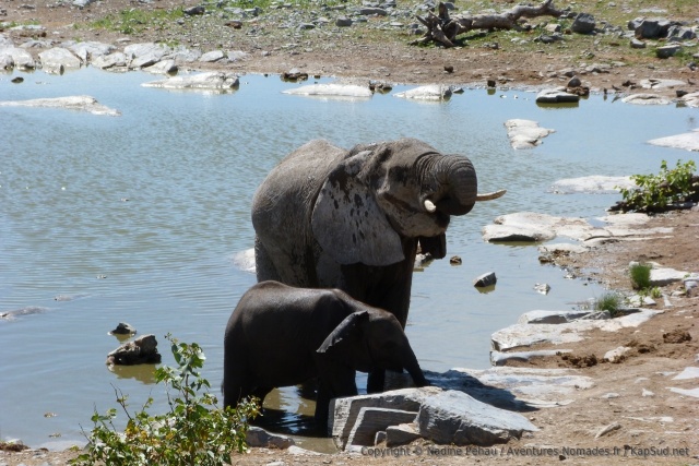 Les éléphants sont très sourcilleux sur le choix de l'eau à boire
