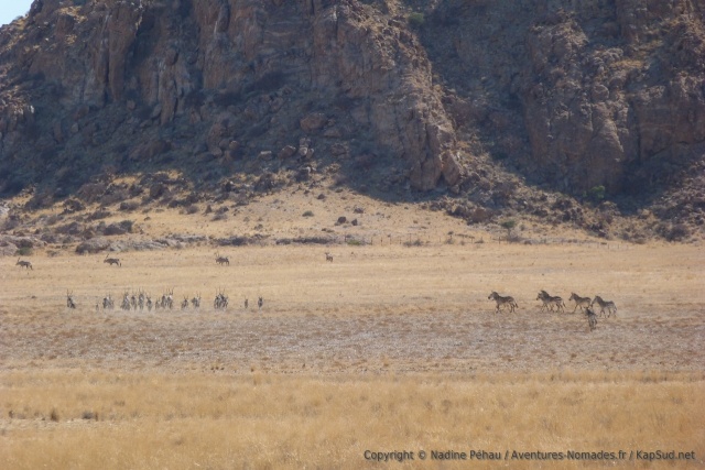 Beaucoup de zèbres et d'oryx se réunissent au pied des montagnes