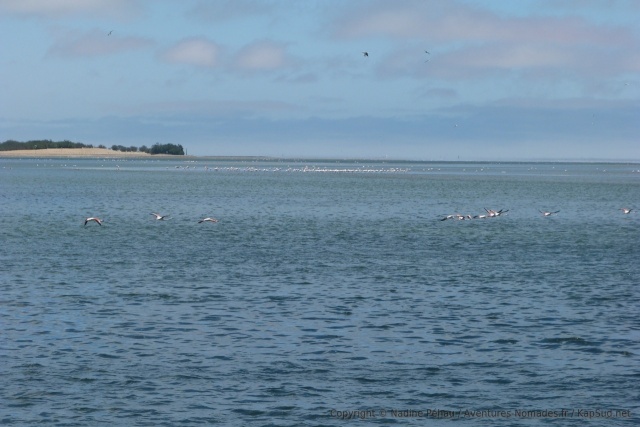 Une multitude d'oiseaux ont colonisé la baie de Walvis Bay