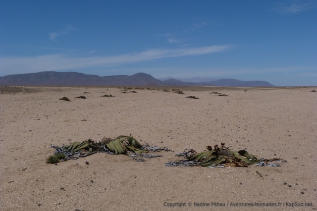 La welwitschia, plante emblématique de Namibie, peut vivre plusieurs centaines d'années et même jusque'à 2000 ans ! 