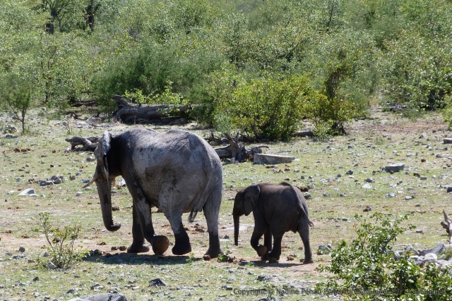 A Etosha, beaucoup d'éléphants sont blancs à cause de la boue très claire qu'ils s'aspergent