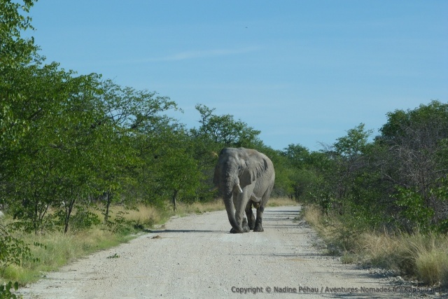 Un énorme éléphant arrive en face de nous, peu de chance qu'ils veuillent nous laisser passer