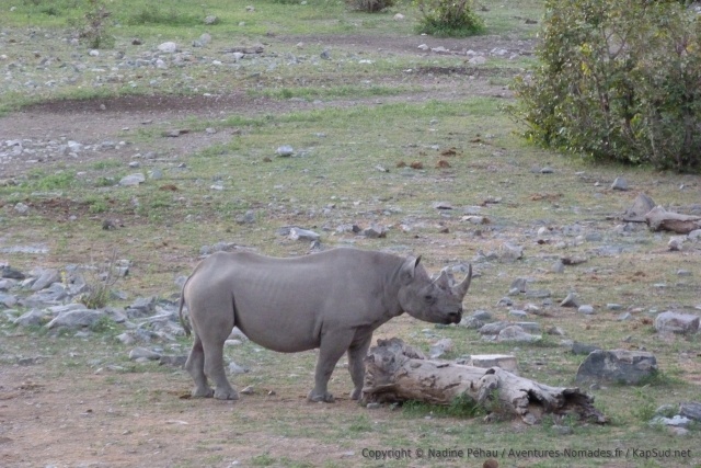 Ce n'est pas souvent qu'on peut observer un rhinocéros noir calmement 