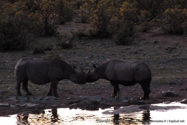 De façon très surprenante, les rhinocéros se saluent délicatement