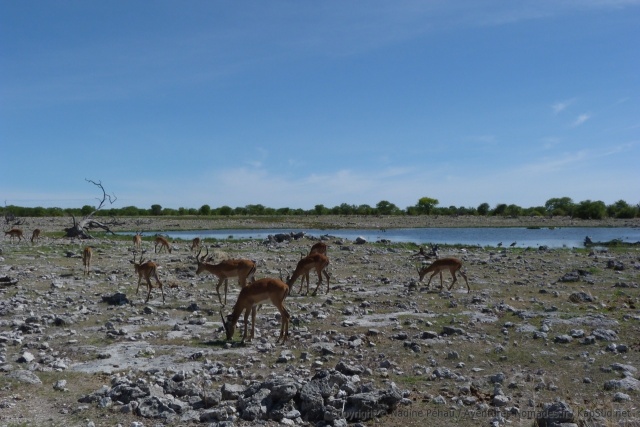 namibie-2014-1228-094710