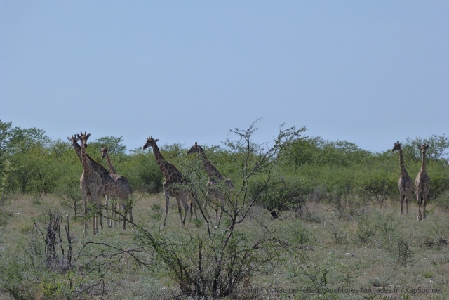Un troupeau de girafes quitte le bush pour s'approcher du trou d'eau