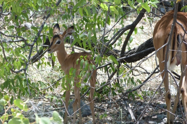 Bébé impala à face noire