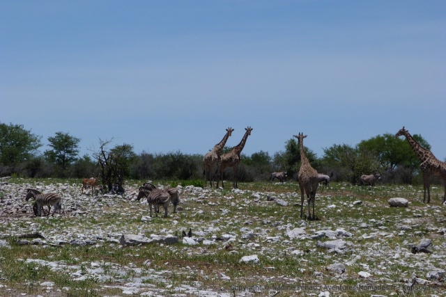 A certains waterholes, il y a beaucoup de monde