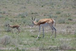 Ce bébé springbok, fraichement né, découvre l'ivresse de la course