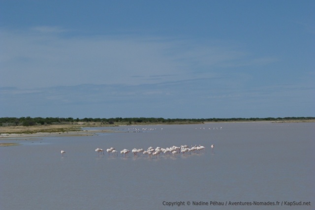 Un peu partout les flamants roses ont implanté leur petite colonie