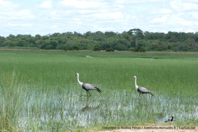 Un couple de grues inspectent assidument les marais