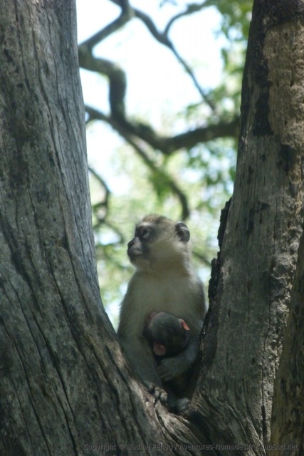 Une maman vervet nous gratifie d'une jolie surprise