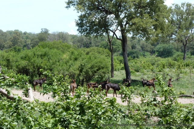 Soudain, au détour d'un virage, un grand troupeau des rares hippotragues noirs