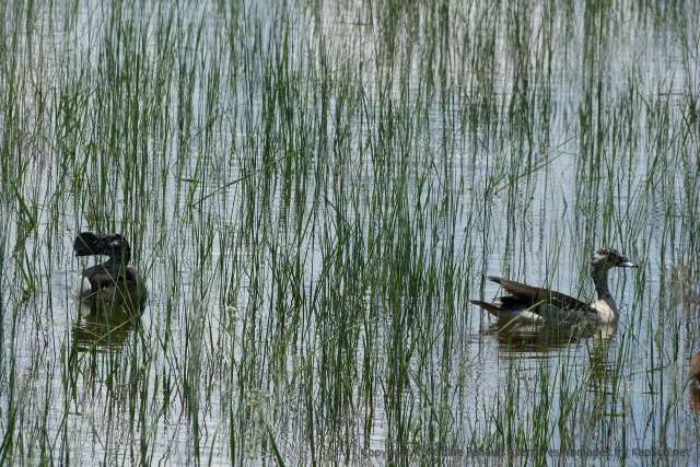 Un beau couple de canards avec un mâle bien casqué