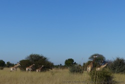Troupeau de girafes à l'assaut des buissons
