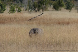 Les herbes sont tellement hautes qu'on aperçoit à peine les éléphants