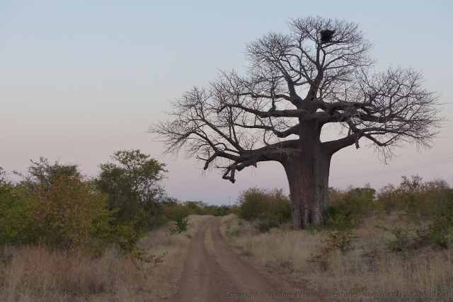 Une silhouette de baobab se dessine dans le soleil couchant : on approche du but