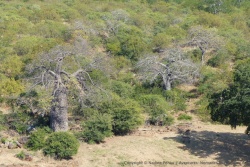 Sur les rives d'en face, d'immenses baobabs se mêlent à la forêt