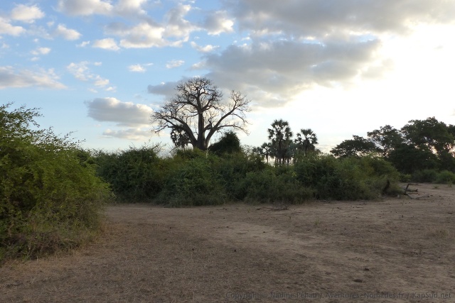 Baobab, palmiers et arbustes buissonants, le coktail gagnant de la végétation ambiante
