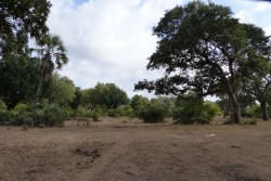 La diversité des arbres est assez impressionnante