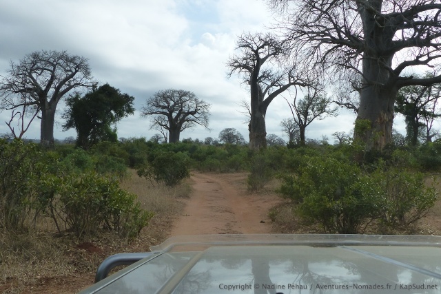Nous traversons une grande forêt d'imposants baobabs