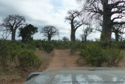 Nous traversons une grande forêt d'imposants baobabs